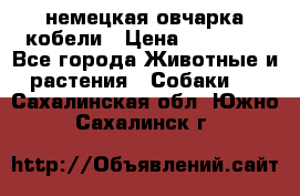 немецкая овчарка кобели › Цена ­ 25 000 - Все города Животные и растения » Собаки   . Сахалинская обл.,Южно-Сахалинск г.